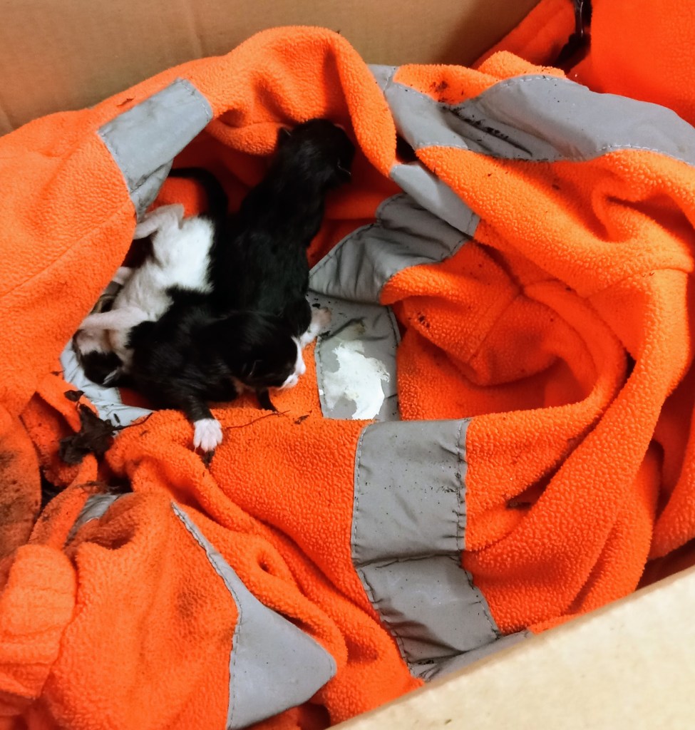Image of black and white kittens asleep in a bundle of orange PPE clothing in a cardboard box. Litter of Kittens found on an IVC Facility in Cheshire East. SpookyMrsGreen.com mindful parenting and modern pagan lifestyle blog.