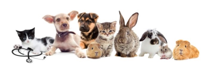 Pet Medication from Oxford Online Pharmacy affiliated with SpookyMrsGreen.com mindful parenting and modern pagan lifestyle blog.