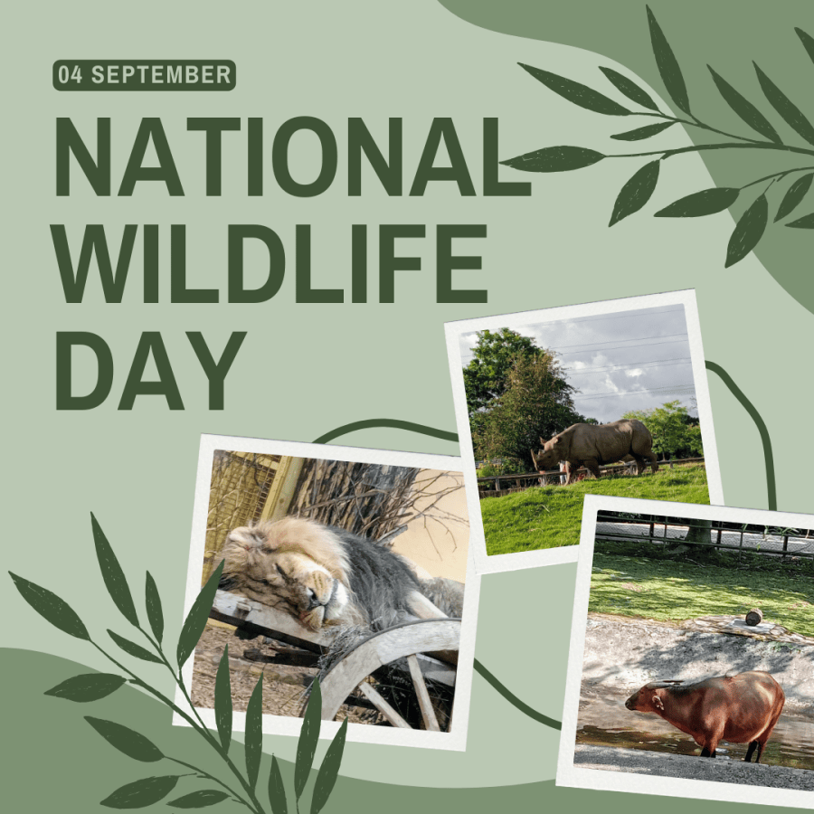 Image of a sleeping lion, image of a rhino, image of bison. Celebrate National Wildlife Day with SpookyMrsGreen.com mindful parenting and modern pagan lifestyle blog.