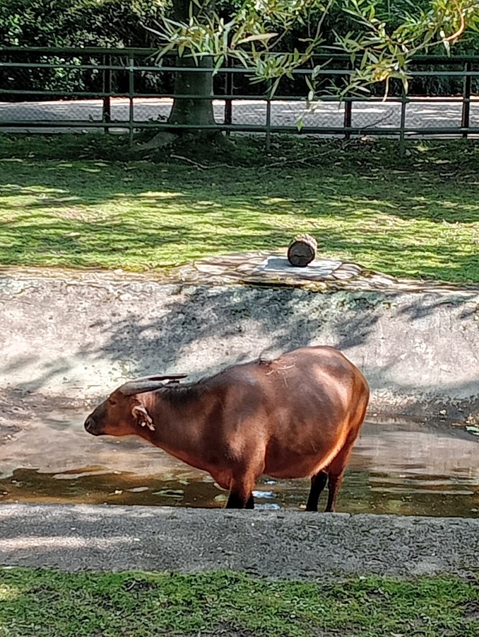 Bison at Chester Zoo. Celebrate National Wildlife Day with SpookyMrsGreen.com mindful parenting and modern pagan lifestyle blog.