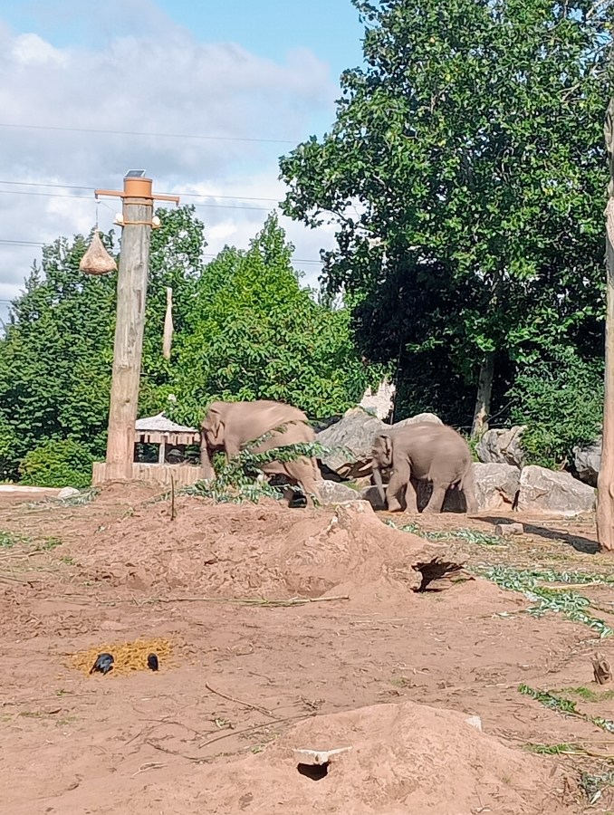 Elephant Family at Chester Zoo. Celebrate National Wildlife Day with SpookyMrsGreen.com mindful parenting and modern pagan lifestyle blog.