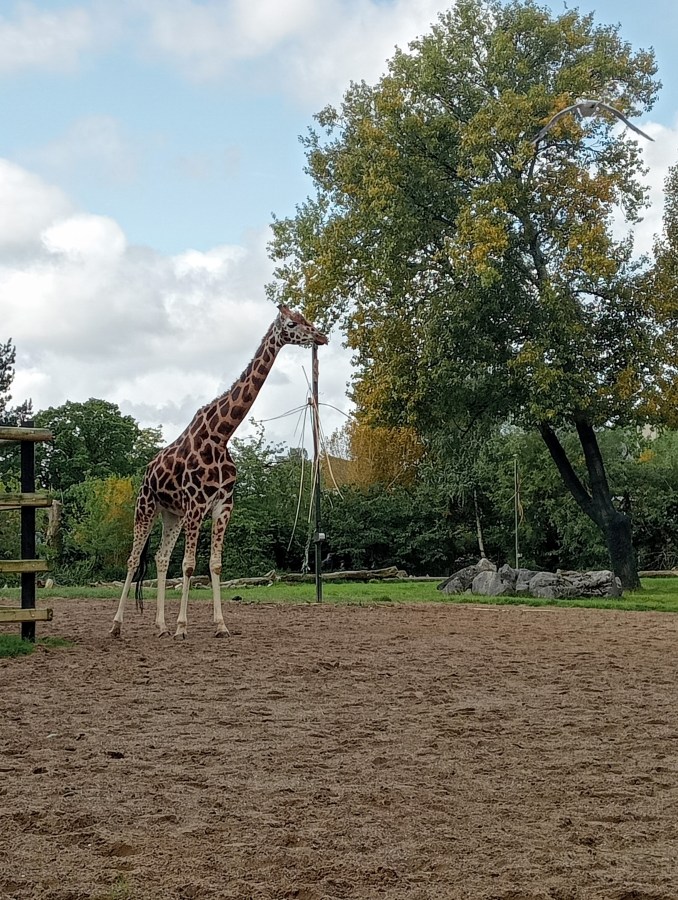 Giraffe at Chester Zoo. Celebrate National Wildlife Day with SpookyMrsGreen.com mindful parenting and modern pagan lifestyle blog.