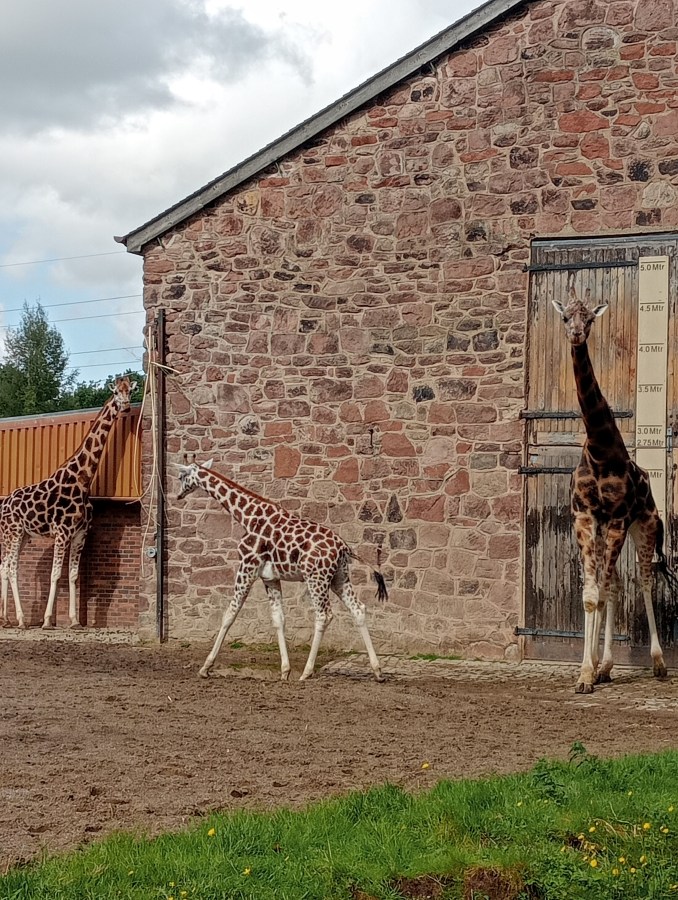 Giraffe Family at Chester Zoo. Celebrate National Wildlife Day with SpookyMrsGreen.com mindful parenting and modern pagan lifestyle blog.