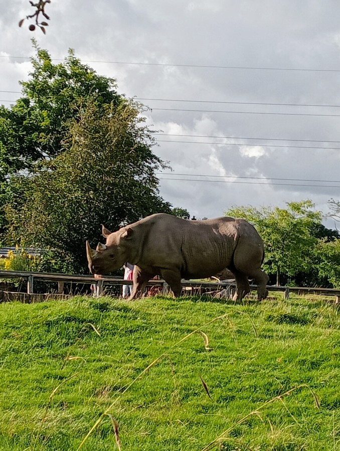Rhino at Chester Zoo. Celebrate National Wildlife Day with SpookyMrsGreen.com mindful parenting and modern pagan lifestyle blog.