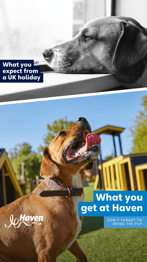 Text reads, “What you expect from a UK holiday. What you get at Haven. Don’t forget to bring the pup.” Black and white image of dog looking out of a window and looking bored vs colourful image of a happy dog running around a dog agility course in a dog park at Haven holidays affiliated with SpookyMrsGreen.com mindful parenting and modern pagan lifestyle blog.