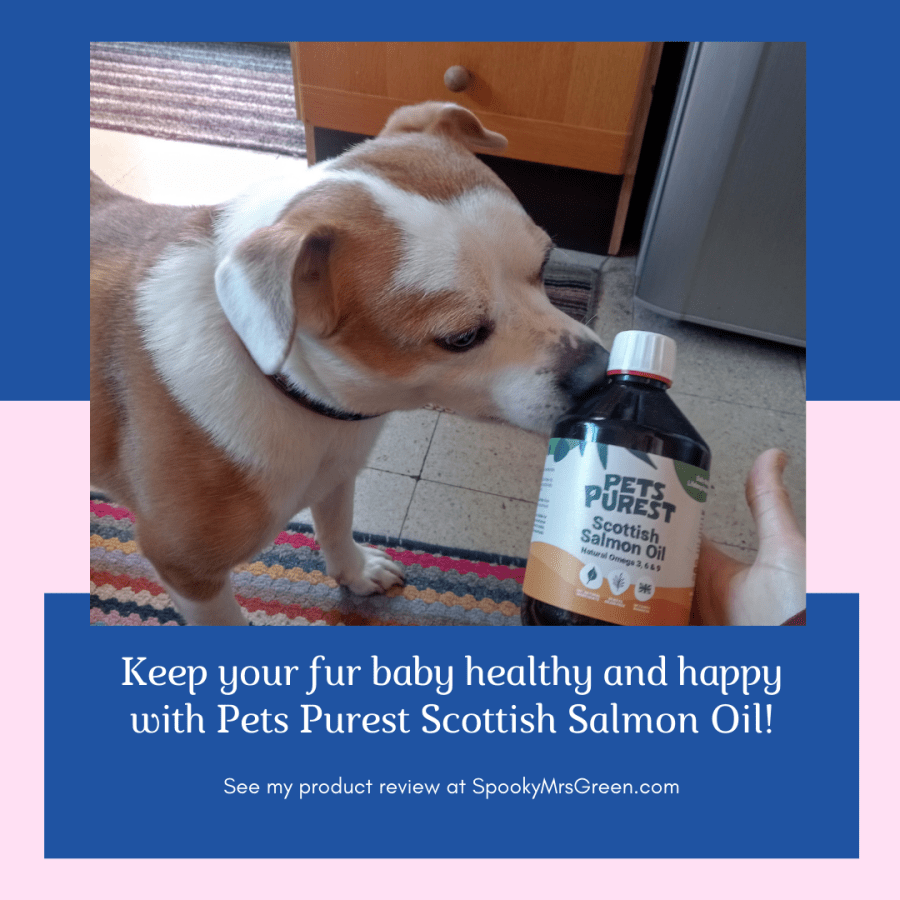 Text reads, “Keep your fur baby healthy and happy with Pets Purest Scottish Salmon Oil. See my product review at SpookyMrsGreen.com.” Image of Marley the Staffy Cross dog sniffing Pets Purest Salmon Oil reviewed by LGBT fantasy book writer Catherine Green for SpookyMrsGreen.com mindful parenting and modern pagan lifestyle blog.
