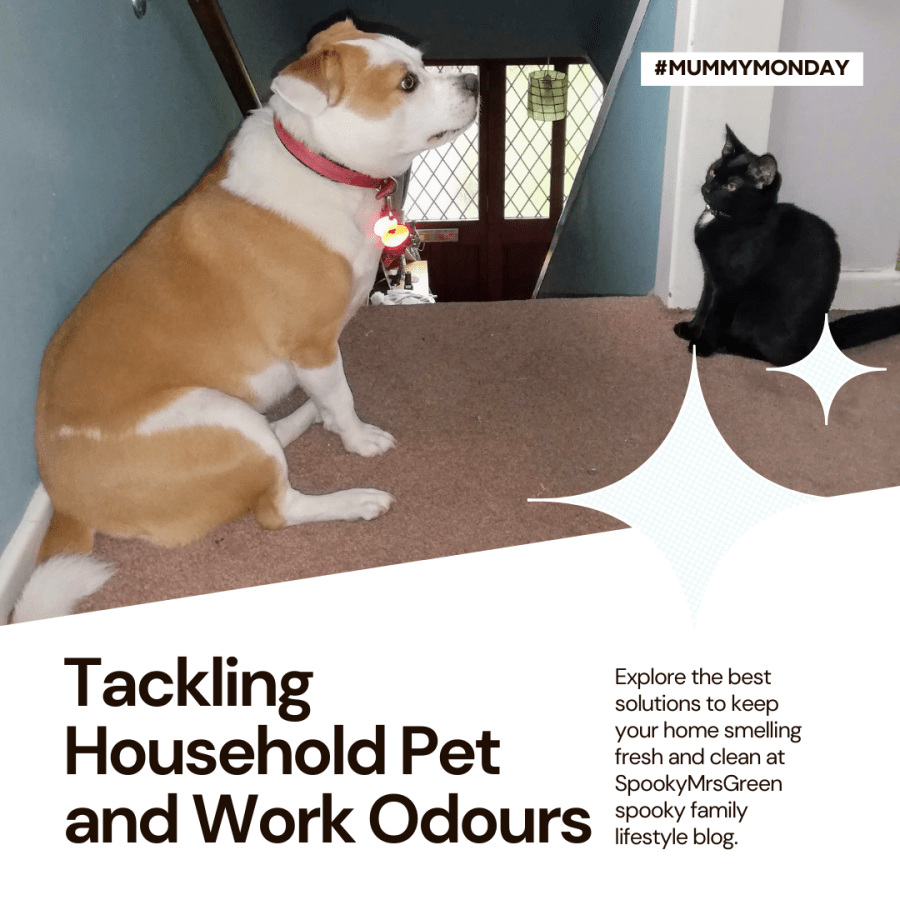 Cute image of a Staffy X dog family dog and a black cat domestic short hair cat. Explore the best solutions to keep your home smelling fresh and clean at SpookyMrsGreen spooky family lifestyle blog.
