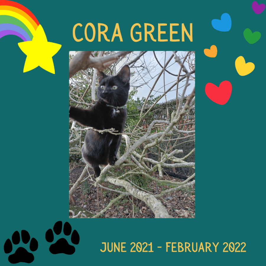Cute image of a black cat with green eyes climbing a tree. Remembering Cora, our adventurous black cat at SpookyMrsGreen spooky family lifestyle blog. Rainbow bridge pet.